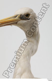 Stork  2 head neck 0001.jpg